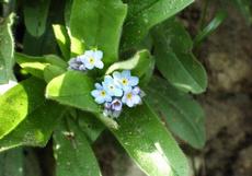 Pomněnka volnokvětá (Myosotis laxiflora)