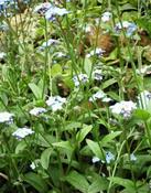 Pomněnka volnokvětá (Myosotis laxiflora)