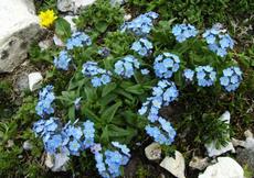 Pomněnka vysokohorská (Myosotis alpestris)