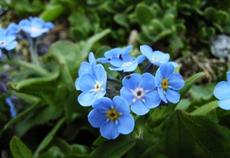 Pomněnka vysokohorská (Myosotis alpestris)