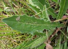 Prasetník kořenatý (hypochaeris radicata)