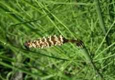 Přeslička bahenní (Equisetum palustre)