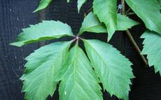 Přísavník pětilistý (Parthenocissus quinquefolia)