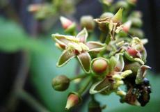 Přísavník pětilistý (Parthenocissus quinquefolia)