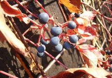 Přísavník pětilistý (Parthenocissus quinquefolia)