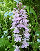 Vstavač plamatý  (Orchis maculata)