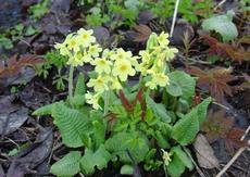 Prvosenka vyšší  (Primula elatior) -  Fotografie převzata od rodiny Riegerových=).