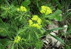 Pryšec chvojka (Euphorbia cyparissias)