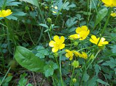 Pryskyřník plazivý (Ranunculus repens)