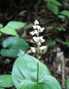 Pstroček dvoulistý (Maianthemum bifolium)