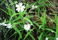 Ptačinec velkokvětý (Stellaria holostea)