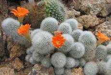 Rebutia muscula (Rebutia muscula)