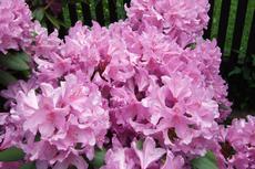 Rhododendron (Rhododendron) - Fotografie převzaty od Míši Coufalové=)