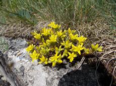 Rozchodník ostrý (Sedum acre)