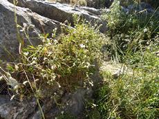 Rožec rolní (Cerastium arvense)