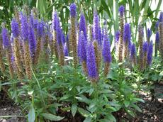 Rozrazil klasnatý ´Royal Candles´ (Veronica spicata ´Royal Candles´)