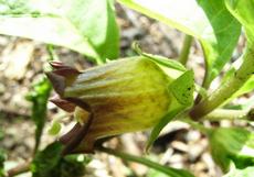 Rulík zlomocný (Atropa bella-donna)