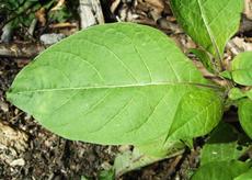 Rulík zlomocný (Atropa bella-donna)