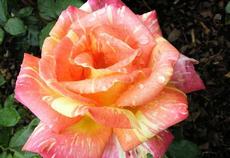 Růže (Rosa)  - Harry Wheatcrof