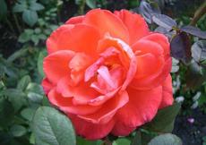 Růže (Rosa)  - Interflora