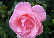 Růže (Rosa)  - Operettenrose