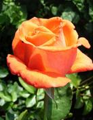 Růže (Rosa)  - Antigone
