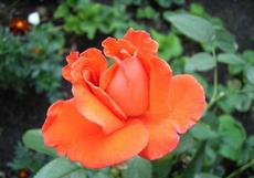 Růže (Rosa)  - Atoll