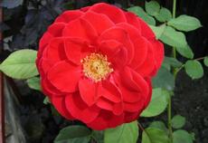 Růže (Rosa)  - Austriana