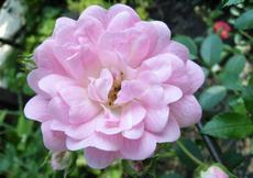 Růže (Rosa)  - Eleonor