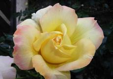 Růže (Rosa)  - Ena Harkness