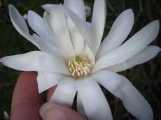 Šácholan hvězdovitý (Magnolia stellata)