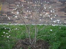 Šácholan hvězdovitý (Magnolia stellata)