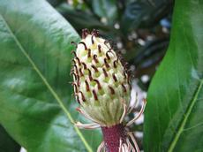 Šácholan velkokvětý (Magnolia grandiflora)