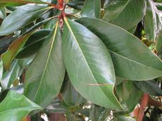 Šácholan velkokvětý (Magnolia grandiflora)