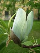 Šácholan zašpičatělý (Magnolia acuminata)