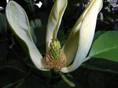 Šácholan zašpičatělý (Magnolia acuminata)