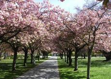 Sakura ozdobná (Padus serrulata)