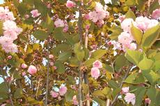 Sakura ozdobná 'Kanzan' (Padus serrulata 'Kanzan') - Fotografie převzaty od Míši Coufalové=).