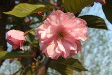 Sakura ozdobná 'Kanzan' (Padus serrulata 'Kanzan') - Fotografie převzaty od Míši Coufalové=).