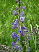 Šalvěj luční (Salvia pratensis)