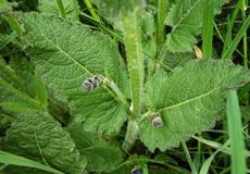 Šalvěj luční (Salvia pratensis)