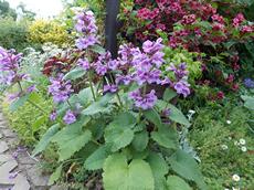 Šanta Mussiniho (Nepeta mussinii)