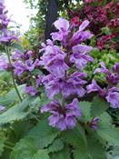 Šanta Mussiniho (Nepeta mussinii)