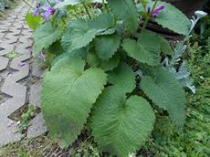 Šanta Mussiniho (Nepeta mussinii)