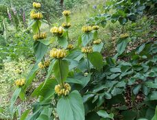 Sápa Russelova (Phlomis russeliana)