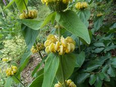 Sápa Russelova (Phlomis russeliana)