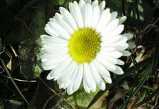 Sedmikráska chudobka (Bellis perennis)