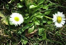 Sedmikráska chudobka (Bellis perennis)