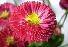 Sedmikráska chudobka (Bellis perennis)