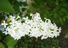 Šeřík obecný (Syringa vulgari)